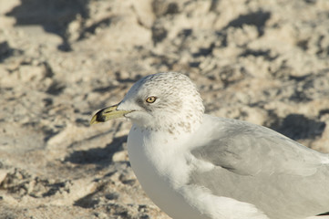 Up close picture of a seagull