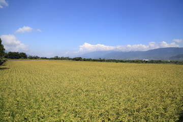 Fototapeta na wymiar The beauty of the farmland in Guan Shan, Taitung Taiwan
