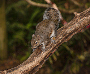 squirrel is ready to jump on you
