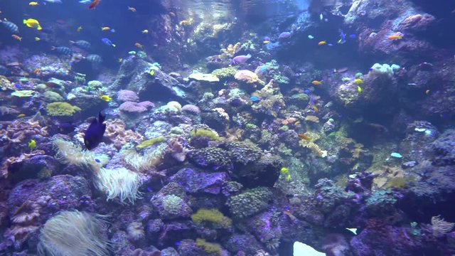 underwater world - sea, ocean, fish, coral