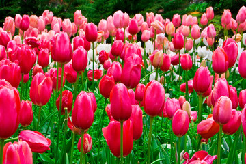 field of tulips araluen park perth