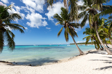 Scenic Beach With Palm Tree and white sand