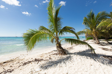 Obraz na płótnie Canvas Scenic Beach With Palm Tree and white sand