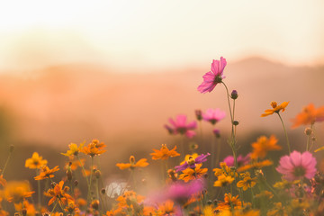 Fototapeta premium Kosmos kolorowy kwiat w polu. Filtry Instagram w stylu stonowanych zdjęć. Tło natura.