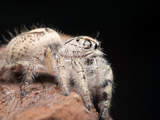 Closed up on a jumping spider on dry  tree in garden. Spider insect in the forest.