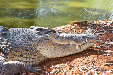 saltwater crocodile mouth closed