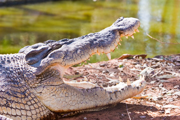 saltwater crocodile mouth open