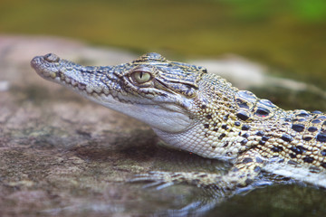 Fototapeta premium young crocodile head close up