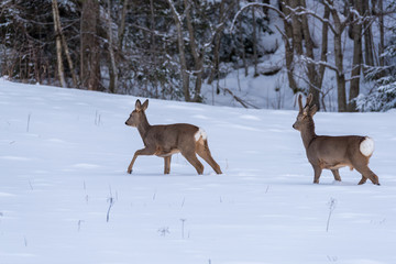roe deer walking in snow in Sweden
