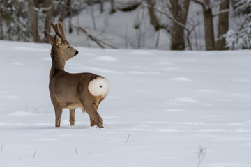 roe deer walking in snow in Sweden © Jonas