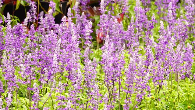  4K pupple flower rain