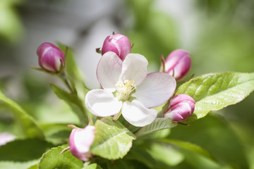 Fototapeta na wymiar Branch of blooming wild apple-tree with tender pink bud flowers, spring sunny day