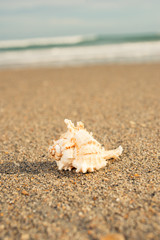 Fototapeta na wymiar Seashell on ocean shore at the beach scene wave grass