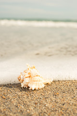 Fototapeta na wymiar Seashell on ocean shore at the beach scene wave grass