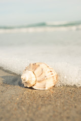 Seashell on ocean shore at the beach scene wave grass