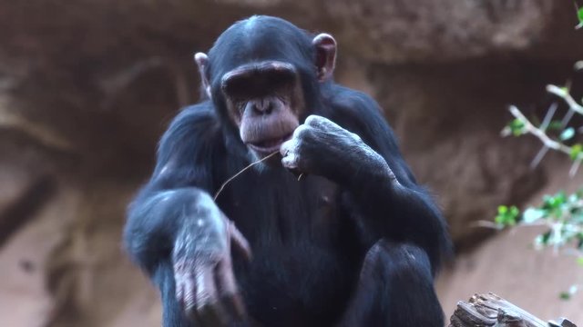 chimpanzees in the zoo