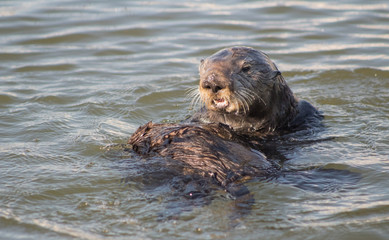 Fototapeta premium California Sea Otter