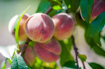 How to grow peaches on a tree in the garden. Ripe juicy peaches in the garden, gardening, farming