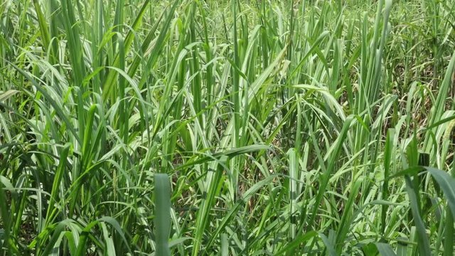 Farmland in central Vietnam with sugar cane growing in a field being blown in the wind, high definition movie clip stock footage.