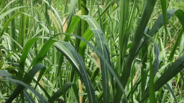 Farmland in central Vietnam with sugar cane growing in a field being blown in the wind, high definition movie clip stock footage.