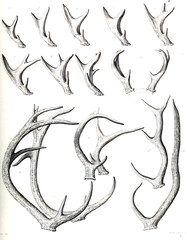 Illustration of deer horns