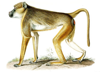 Illustration of monkey © ruskpp