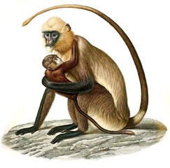 Illustration of monkey © ruskpp