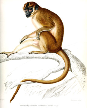 Illustration of monkey