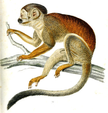 Illustration of monkey