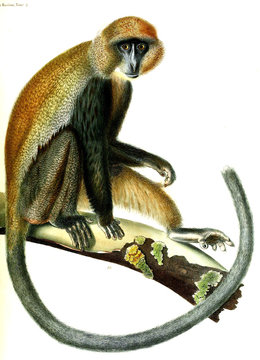Illustration of monkey