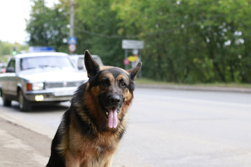 Dog german shepherd in a summer day