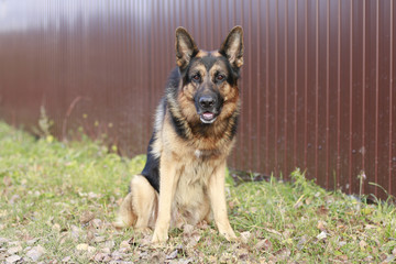 Dog german shepherd in village