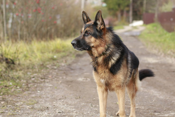 Dog german shepherd in village