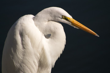 Snowy Egret California Cost