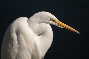 Snowy Egret California Cost
