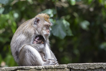 Naklejka na ściany i meble Portrait of baby monkey and mother at sacred monkey forest in Ubud, island Bali, Indonesia