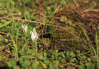 spring flowers