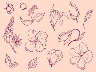 Set of sketches and line doodle. Thirteen elements. Flowers, buds, leaves, berries.
