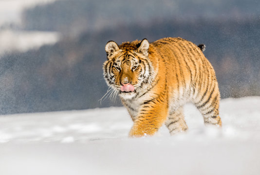 Tiger runs behind the prey. Hunt the prey in tajga in cold winter. Tiger in wild winter nature. Action wildlife scene, danger animal.