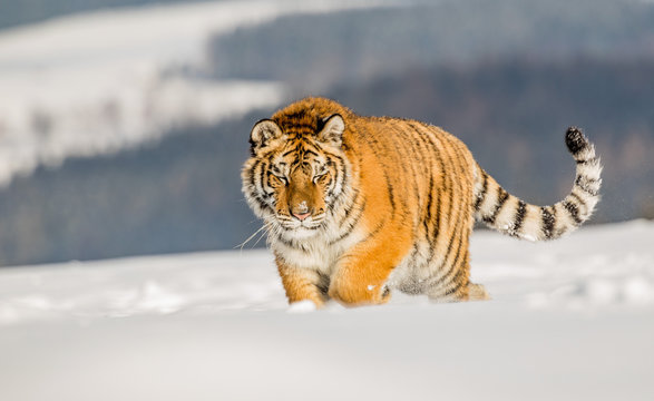 Tiger runs behind the prey. Hunt the prey in tajga in cold winter. Tiger in wild winter nature. Action wildlife scene, danger animal.
