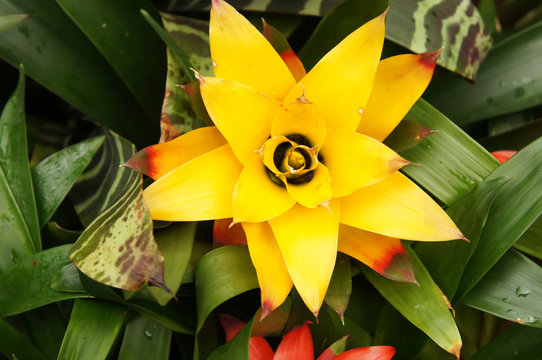 Yellow and red bromeliads plant with green foliage