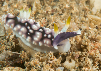 Geometric goniobranchus nudibranch ( Goniobranchus geometricus ) crawling over coral reef of Bali, Indonesia