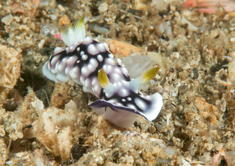 Geometric goniobranchus nudibranch ( Goniobranchus geometricus ) crawling over coral reef of Bali, Indonesia