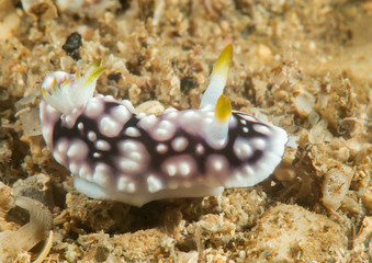 Geometric goniobranchus nudibranch ( Goniobranchus geometricus ) crawling over coral reef of Bali, Indonesia