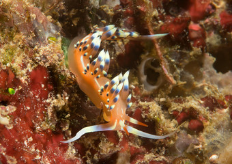 Much desired or desirable flabellina exoptata rests on coral of Bali