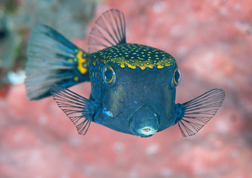 Spotted Boxfish ( Ostracion meleagris ) swimming over coral reef of Bali,Indonesia	