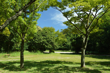Fototapeta na wymiar Park of fine weather, blue sky and trees and grass