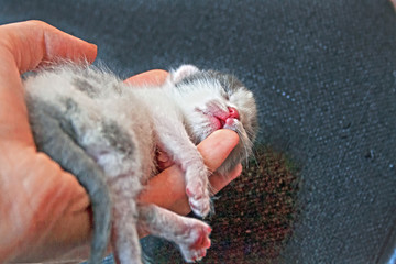 Cute little kitty sleeping on the hands.