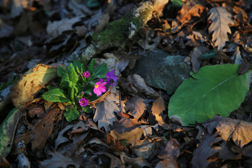 flowers in the sunset