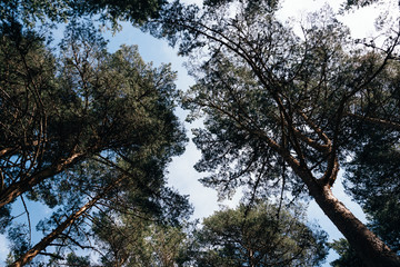 Pine trees in the forest low angle view